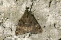 Hypena obsitalis
