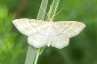 Idaea macilentaria