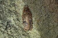 Agonopterix
