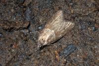 Tortricodes alternella