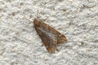 Alsophila aescularia