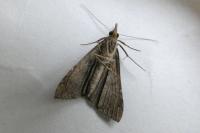 Hypena obsitalis