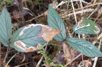 Stigmella