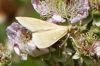 Ostrinia nubilalis