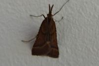 Synaphe punctalis