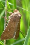 Mythimna albipuncta