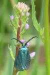Jordanita globulariae