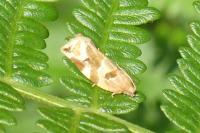 Archips xylosteana