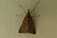 Synaphe punctalis