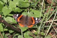 Vanessa atalanta