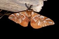 Endromis versicolora
