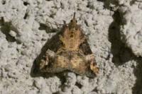 Hypena obsitalis