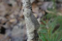 Orthosia cruda