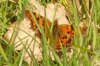 Polygonia c-album