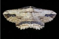 Menophra abruptaria