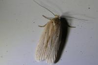 Agonopterix pallorella