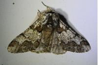 Biston strataria