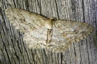 Ectropis crepuscularia
