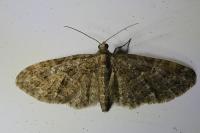 Eupithecia abbreviata