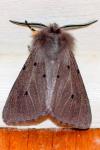 Diaphora mendica