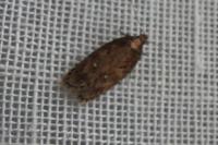 Depressaria albipunctella
