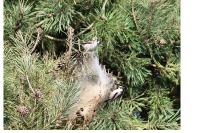 Thaumetopoea pityocampa