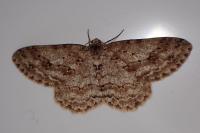 Ectropis crepuscularia