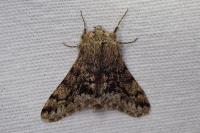 Apocheima hispidaria