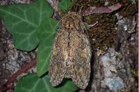 Peridea anceps