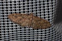 Eupithecia abbreviata