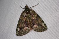 Chloroclysta siterata