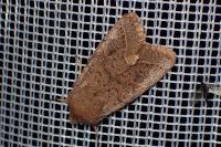 Orthosia cerasi