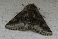 Lycia hirtaria