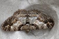 Cleora cinctaria