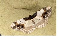 Ligdia adustata