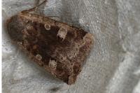 Conistra erythrocephala