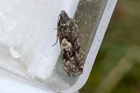 Pammene giganteana