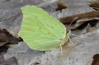 Gonepteryx rhamni