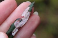 Mecyna asinalis