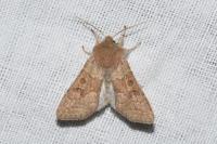 Orthosia miniosa