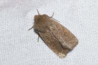 Orthosia cruda