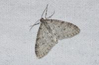 Trichopteryx carpinata