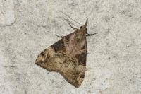Hypena obsitalis