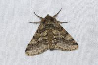 Lycia hirtaria