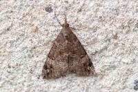 Hypena obsitalis