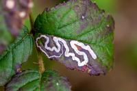 Stigmella aurella