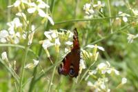 Aglais io