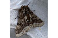 Lycia hirtaria