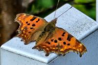 Polygonia c-album