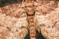 Gymnoscelis rufifasciata